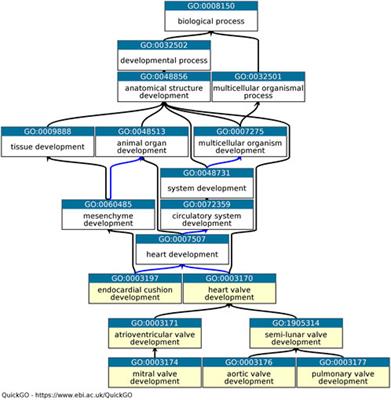 Capturing heart valve development with Gene Ontology